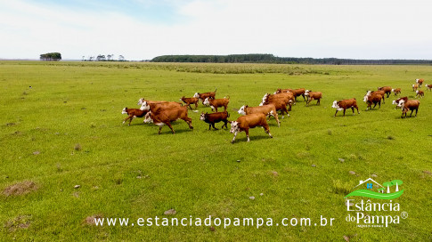 INICIO GADO TOP.00_00_22_29.Quadro006_e1026c0dfff4ff4f2054a1aa3a9736441ff14acf.jpg